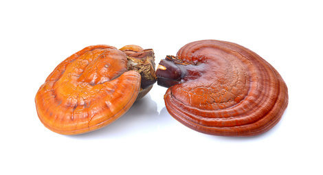 Reishi Pilz Anwendung