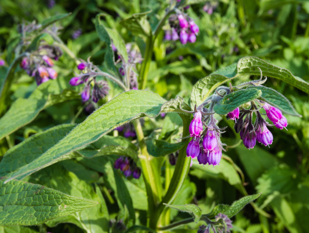 Violette und lila Beinwell Blüten